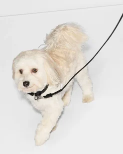 Small MZW Dog Collar